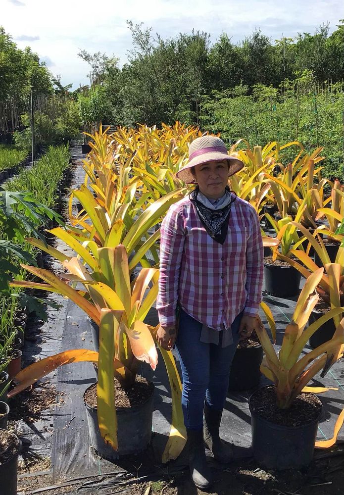 aechmea-blanchetiana-orange-bromeliad