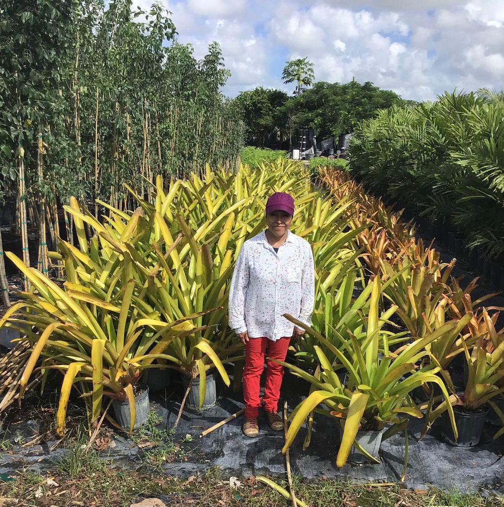 aechmea-blanchetiana-orange-bromeliad