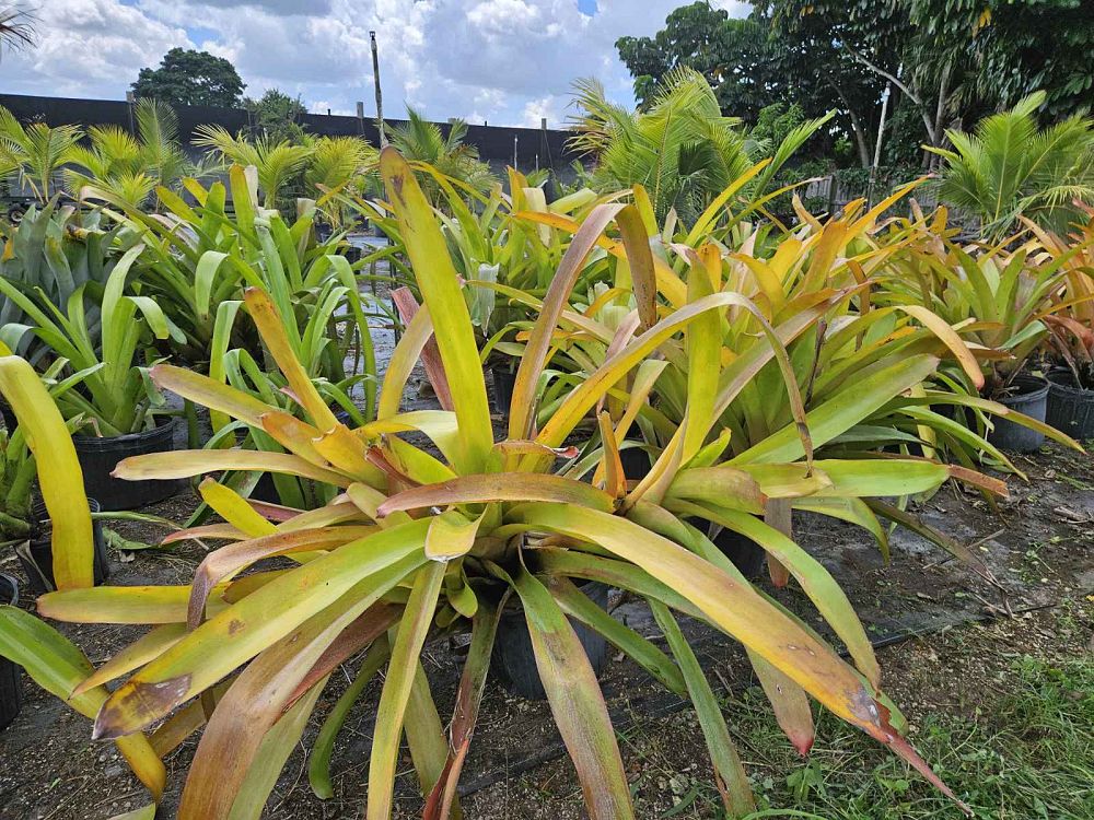 aechmea-blanchetiana-orange-bromeliad