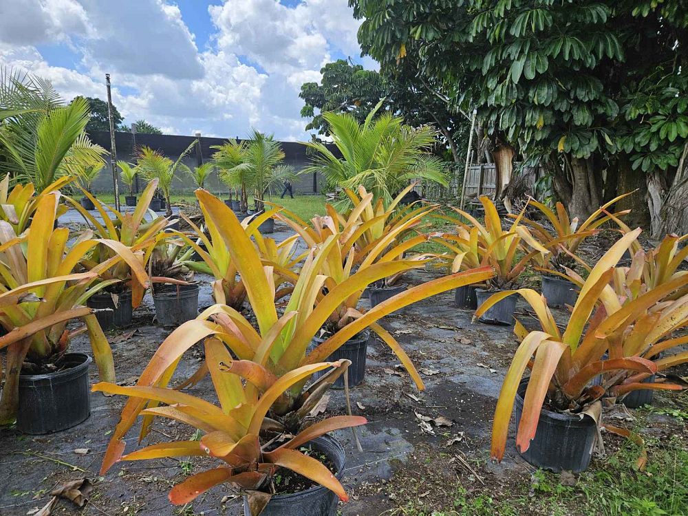 aechmea-blanchetiana-orange-bromeliad