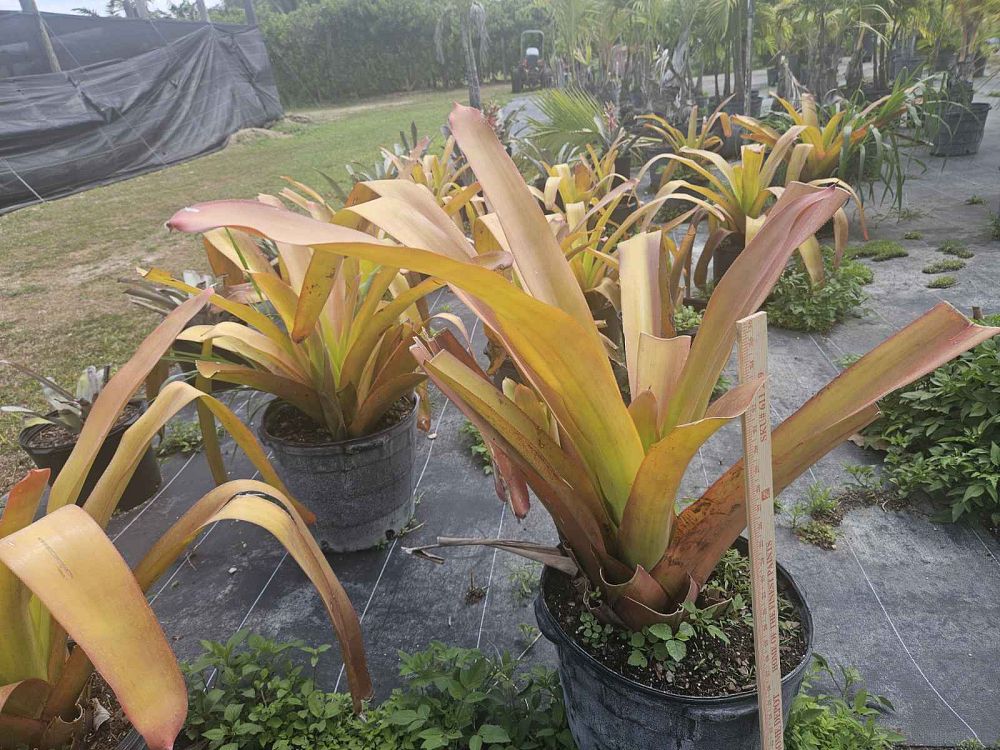aechmea-blanchetiana-orange-bromeliad