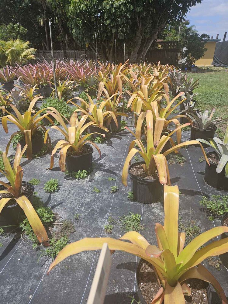 aechmea-blanchetiana-orange-bromeliad