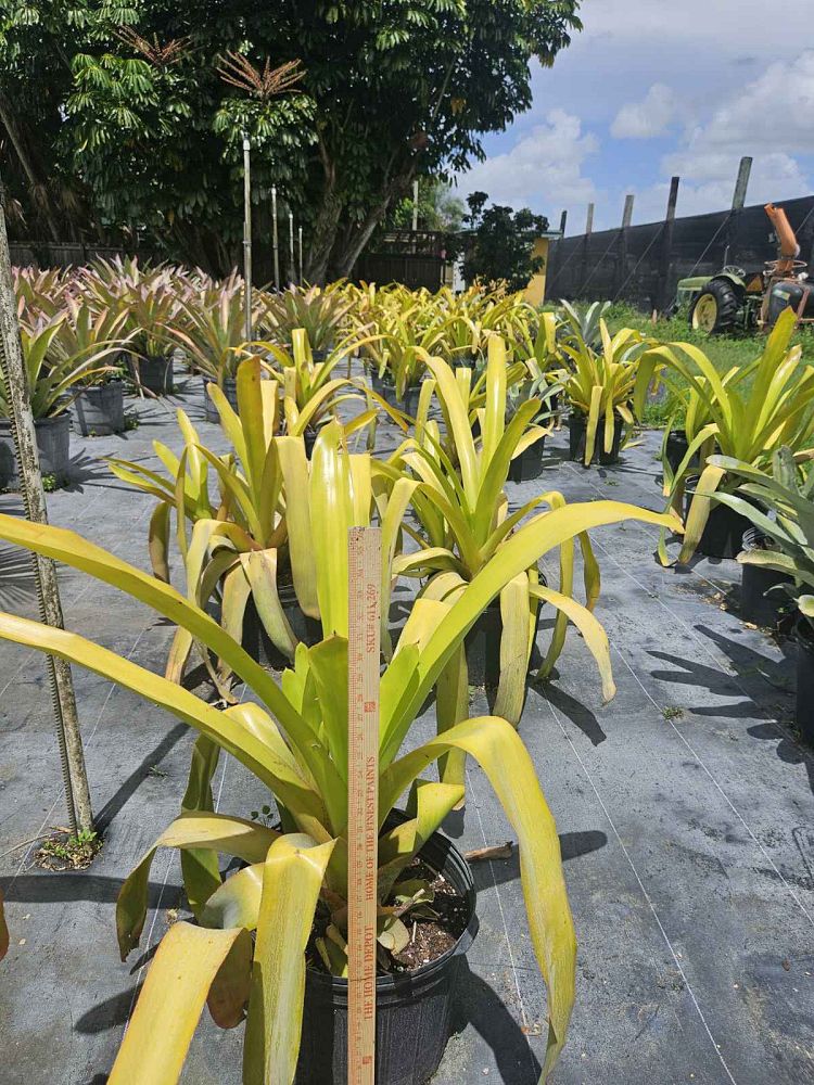 aechmea-blanchetiana-orange-bromeliad