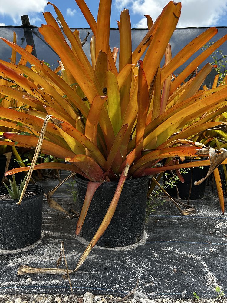 aechmea-blanchetiana-orange-bromeliad