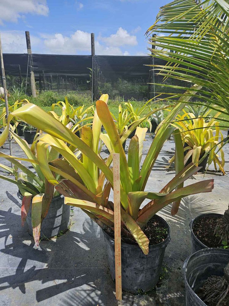 aechmea-blanchetiana-orange-bromeliad