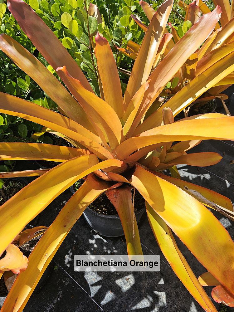 aechmea-blanchetiana-orange-bromeliad