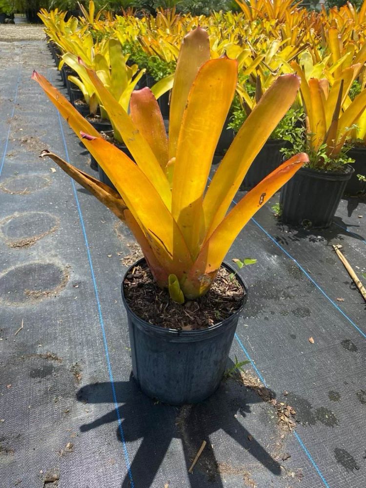 aechmea-blanchetiana-orange-bromeliad