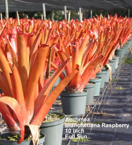 aechmea-blanchetiana-raspberry-bromeliad