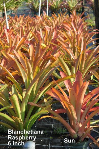 aechmea-blanchetiana-raspberry-bromeliad