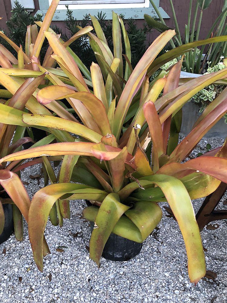 aechmea-blanchetiana-raspberry-bromeliad