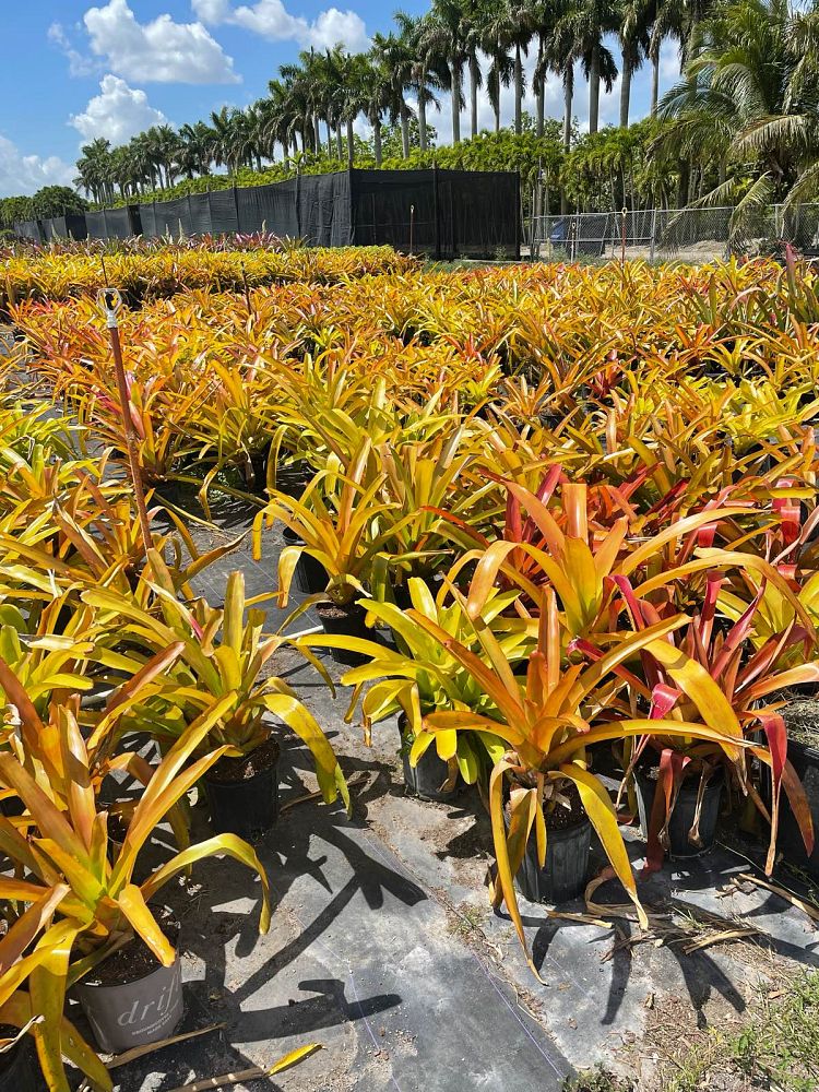 aechmea-blanchetiana-raspberry-bromeliad