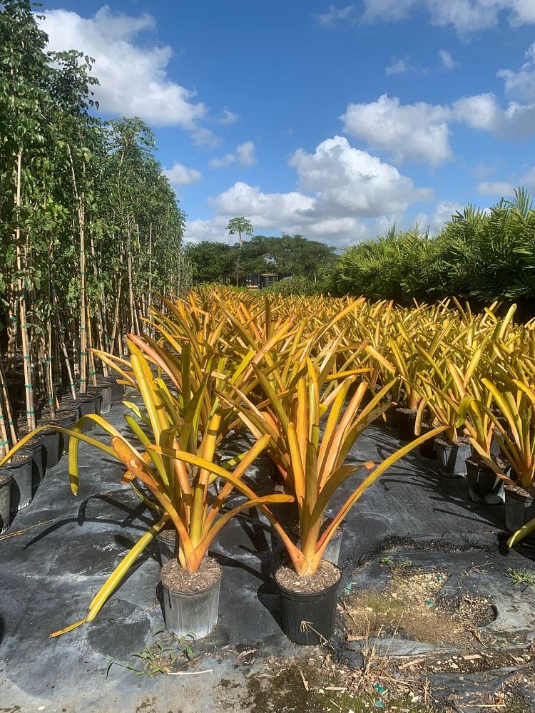 aechmea-blanchetiana-raspberry-bromeliad