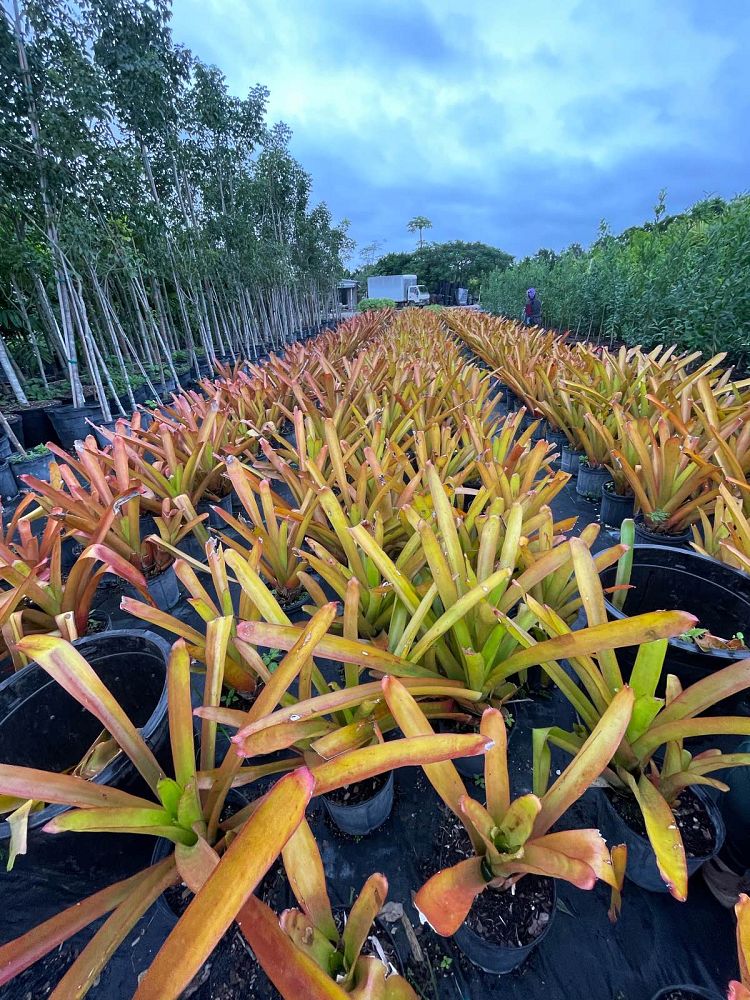 aechmea-blanchetiana-raspberry-bromeliad