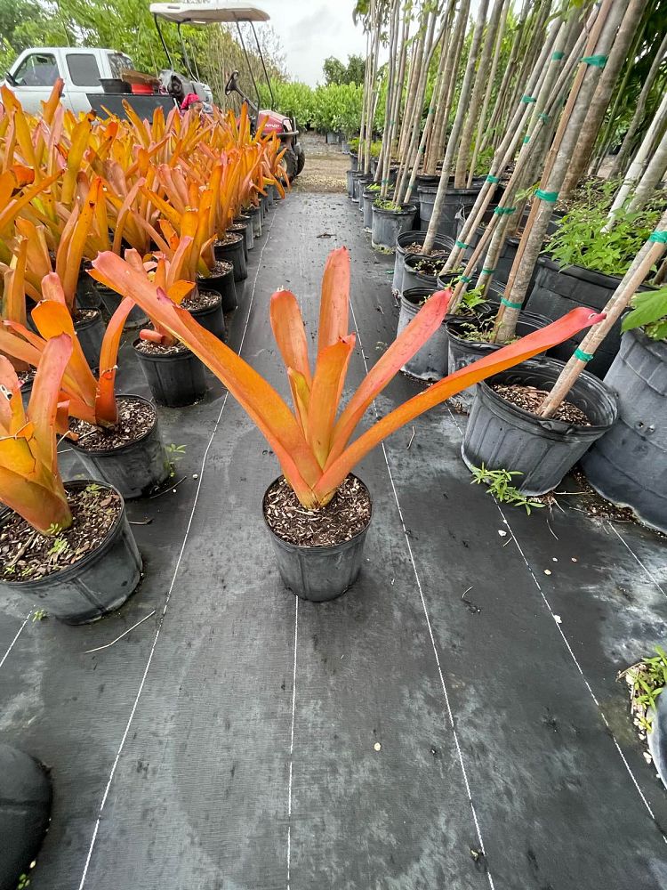 aechmea-blanchetiana-raspberry-bromeliad
