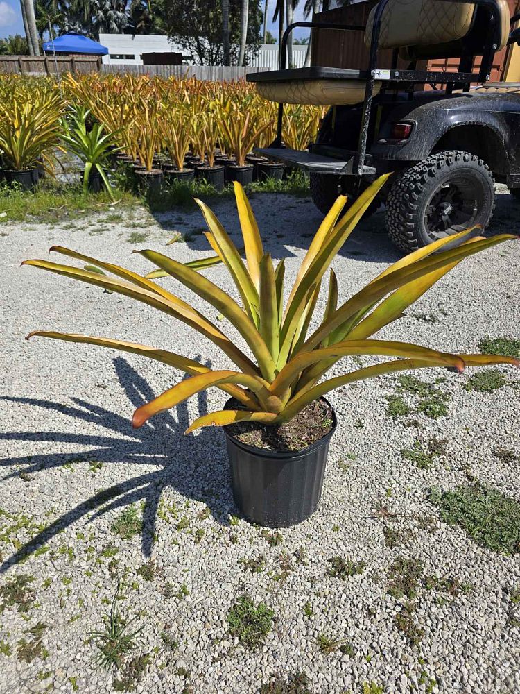 aechmea-blanchetiana-raspberry-bromeliad