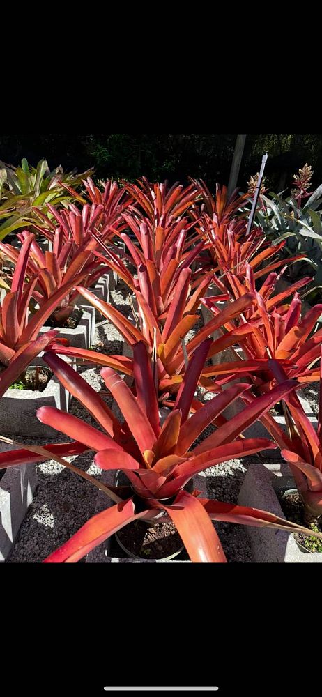 aechmea-blanchetiana-raspberry-bromeliad