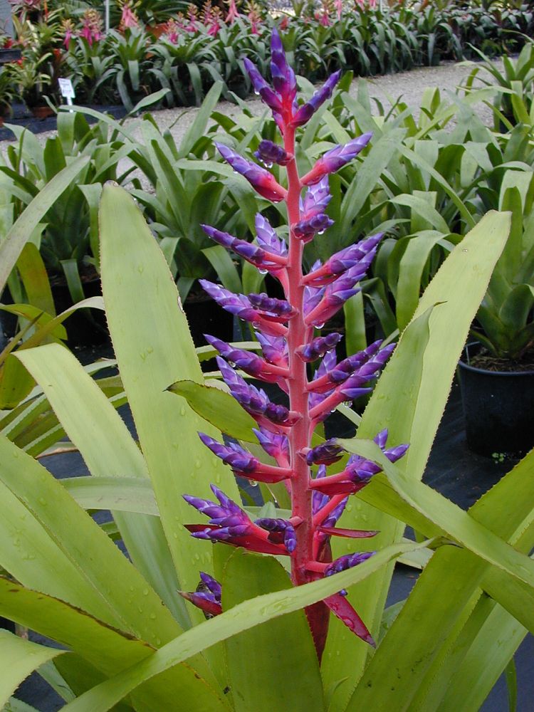 aechmea-blue-tango-bromeliad