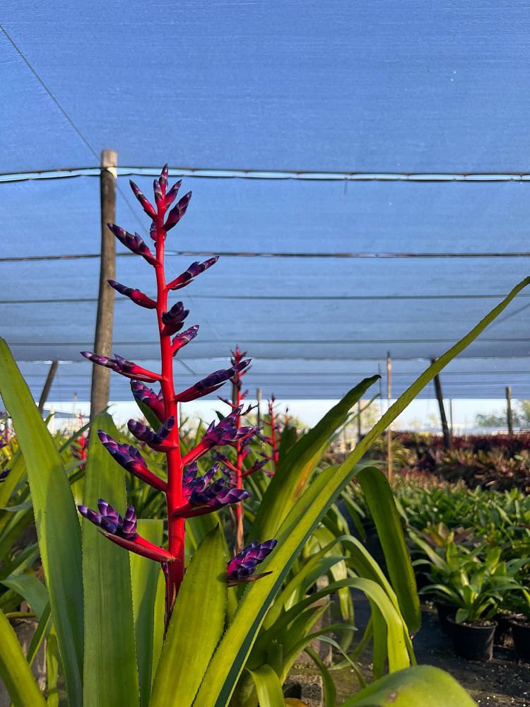 aechmea-blue-tango-bromeliad