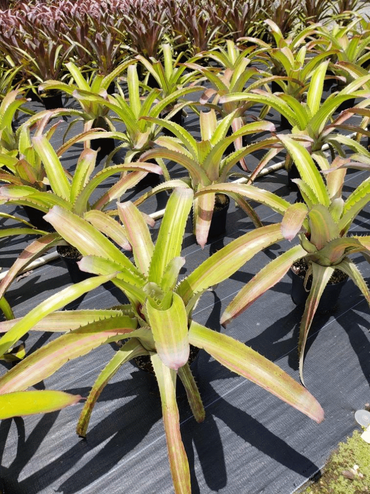 aechmea-bracteata-bromeliad
