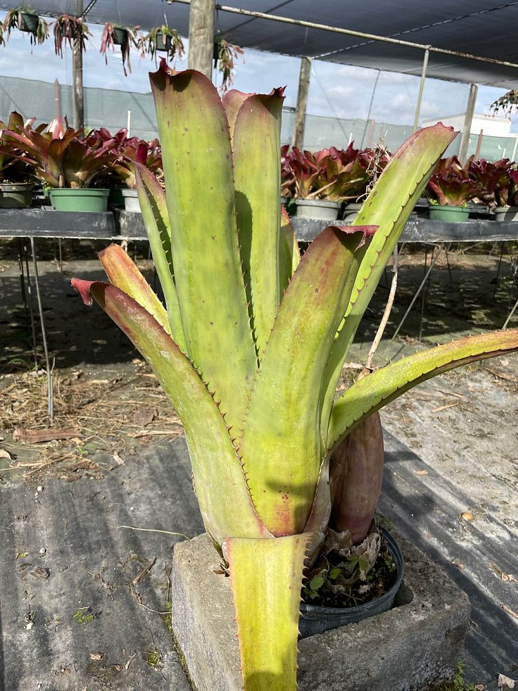 aechmea-bracteata-bromeliad