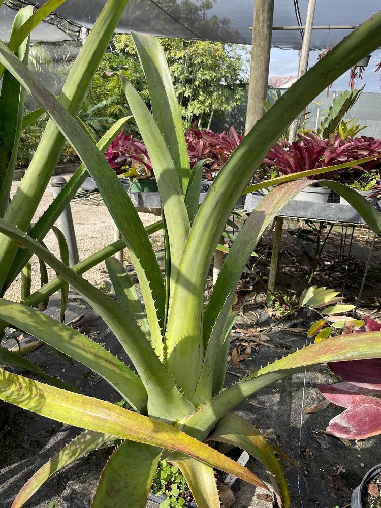 aechmea-bracteata-bromeliad
