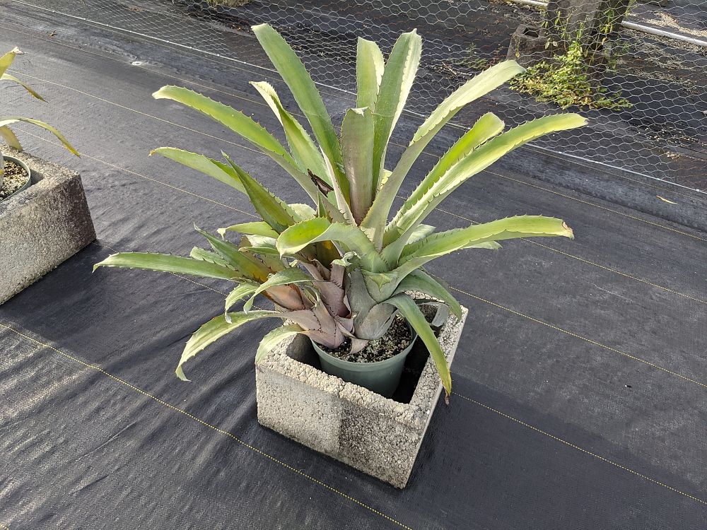 aechmea-bromeliifolia-bromeliad
