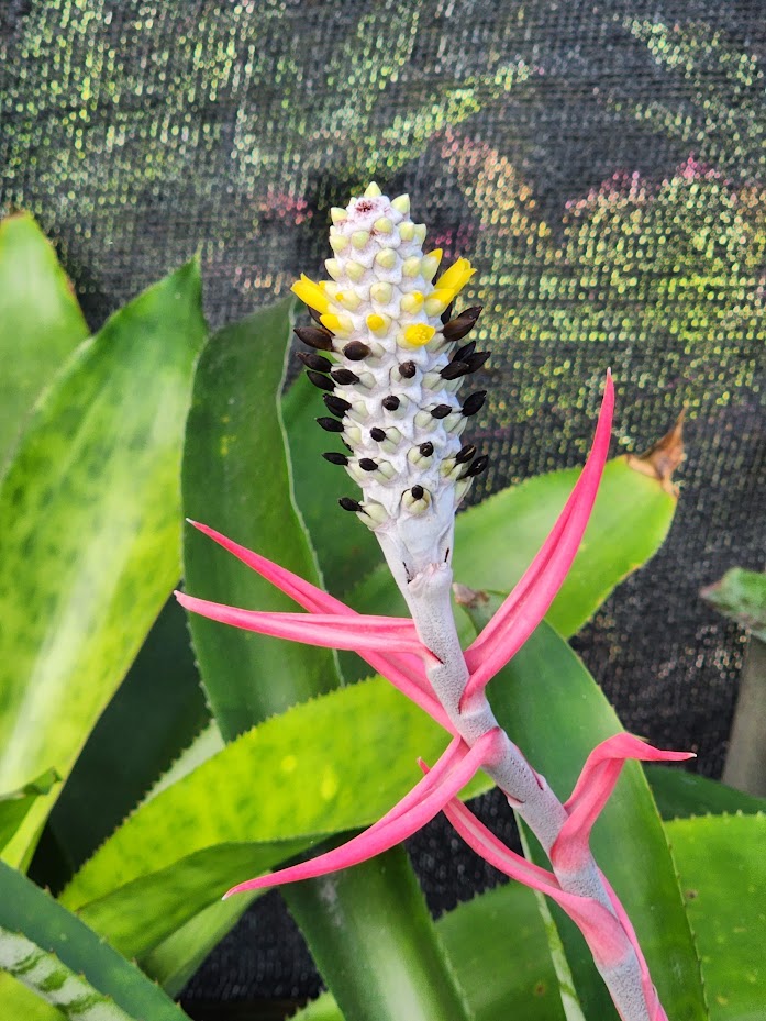aechmea-bromeliifolia-bromeliad