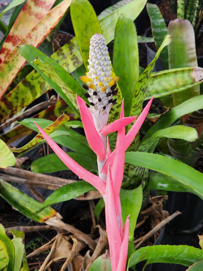 aechmea-bromeliifolia-bromeliad