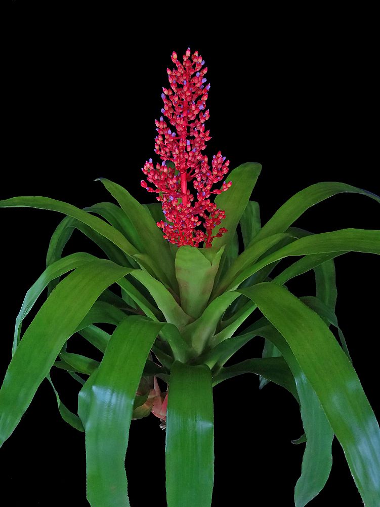 aechmea-burning-bush-bromeliad