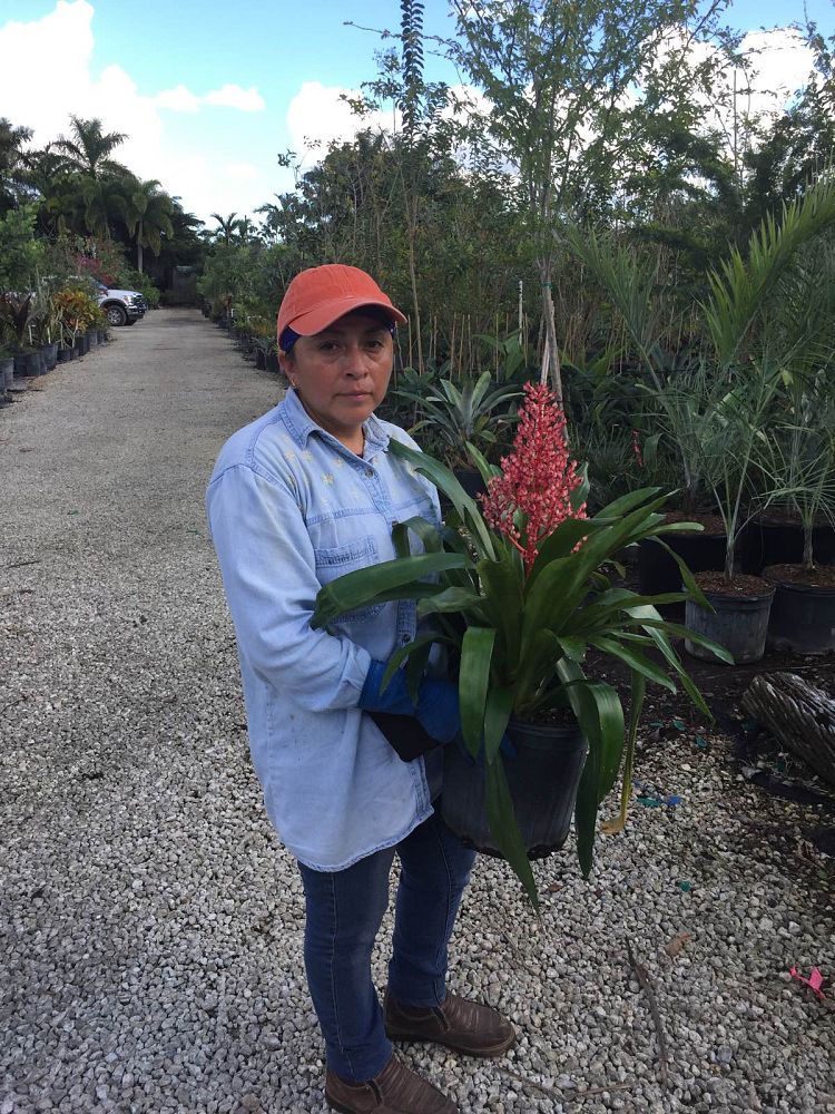 aechmea-burning-bush-bromeliad
