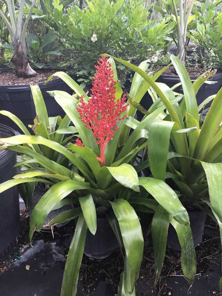 aechmea-burning-bush-bromeliad
