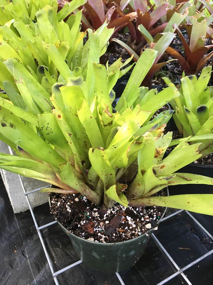 aechmea-calyculata-bromeliad