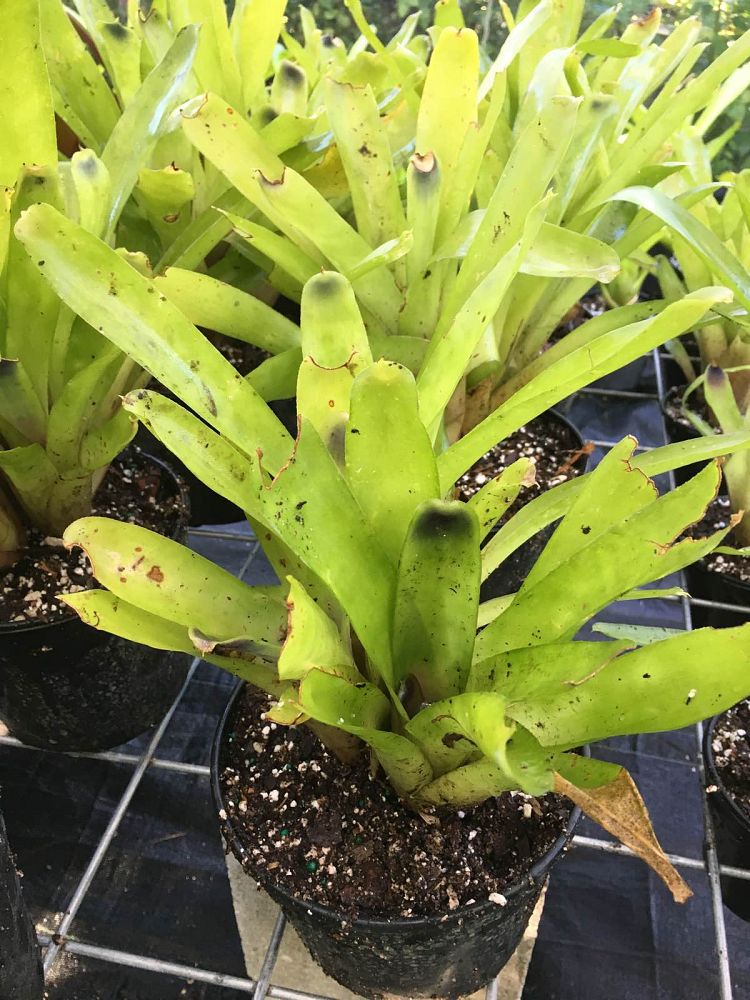 aechmea-calyculata-bromeliad