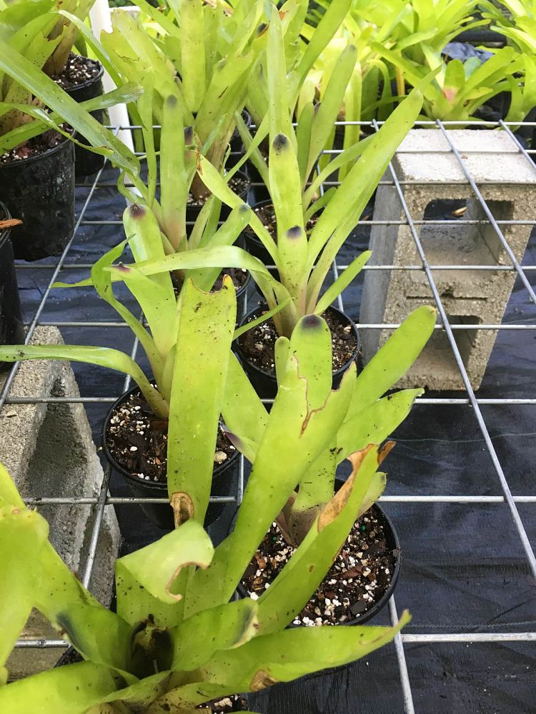 aechmea-calyculata-bromeliad