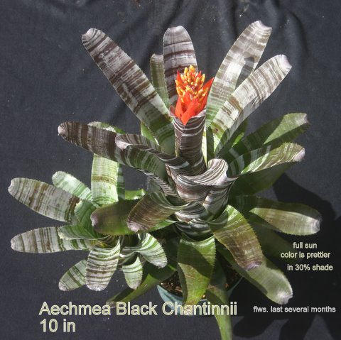 aechmea-chantinii-bromeliad