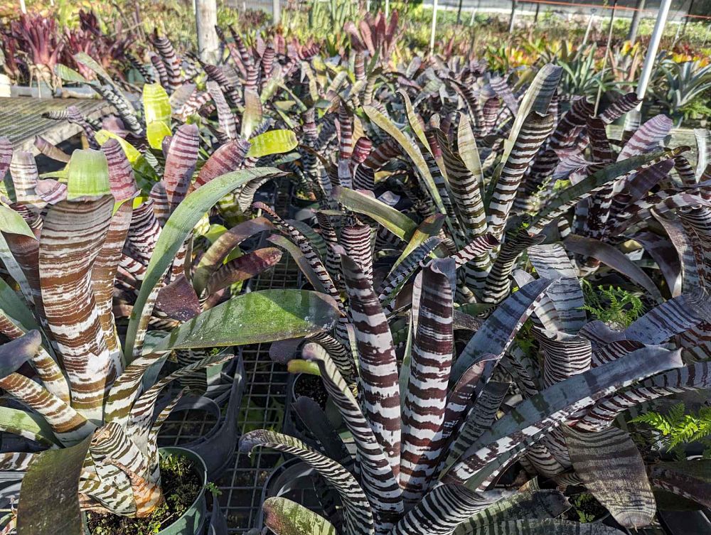aechmea-chantinii-bromeliad