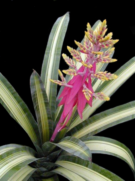 aechmea-chantinii-fantasy-urn-plant-bromeliad-amazonian-zebra-plant