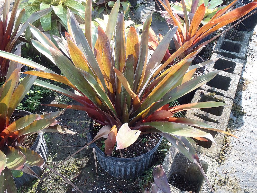 aechmea-coppertone-bromeliad