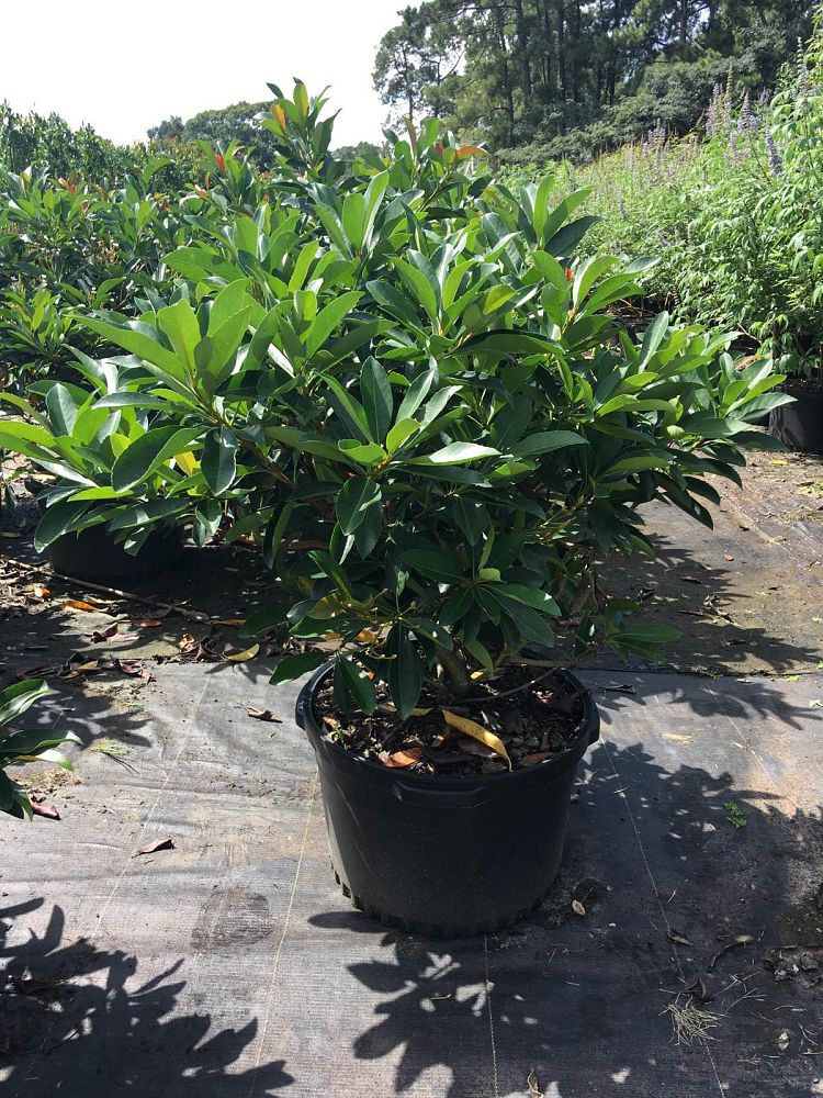 aechmea-coppertone-bromeliad