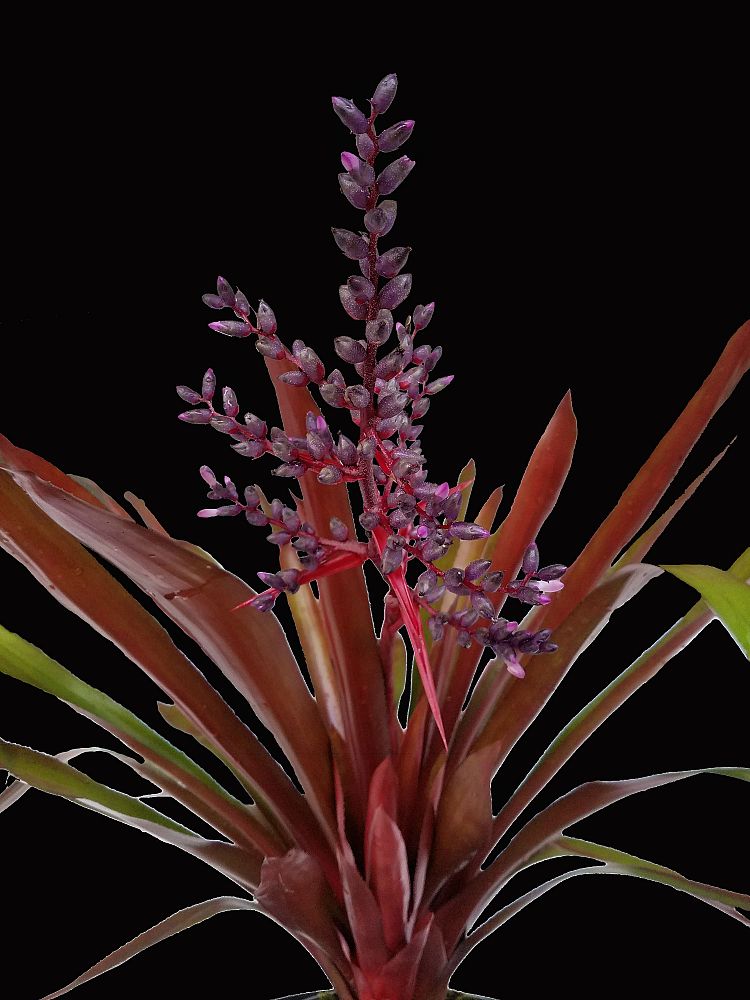 aechmea-coppertone-bromeliad