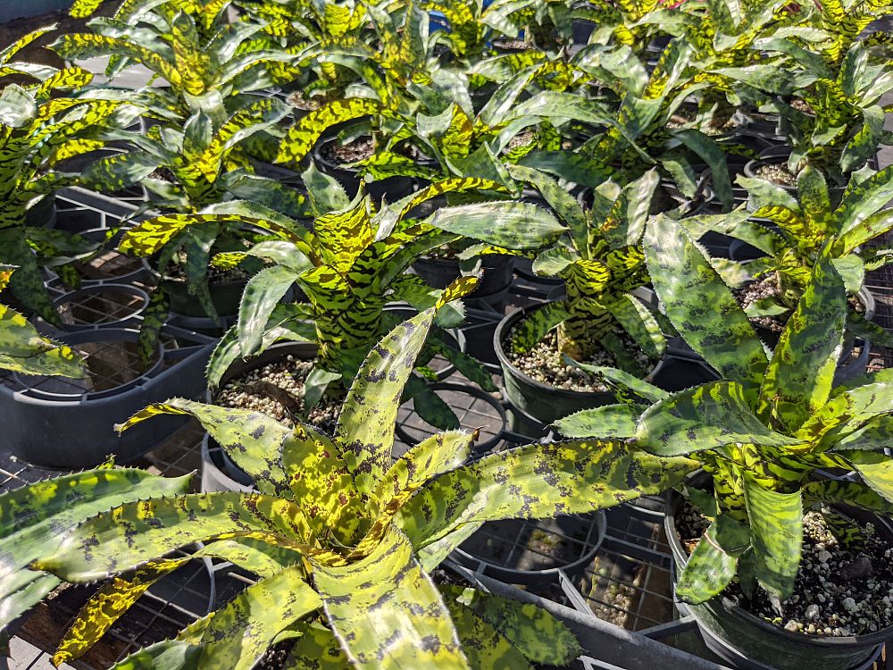 aechmea-correia-araujoi-bromeliad