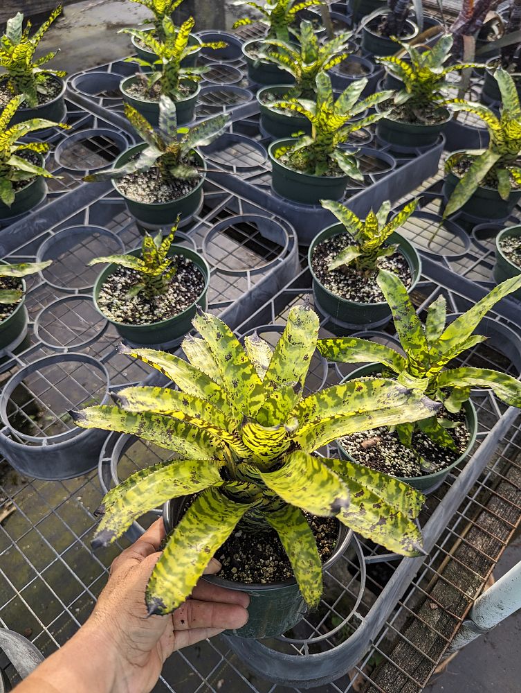aechmea-correia-araujoi-bromeliad