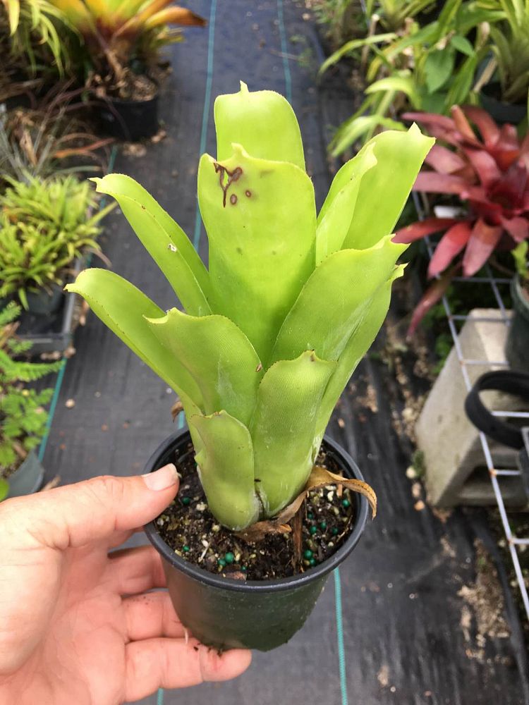 aechmea-cylindrata-bromeliad