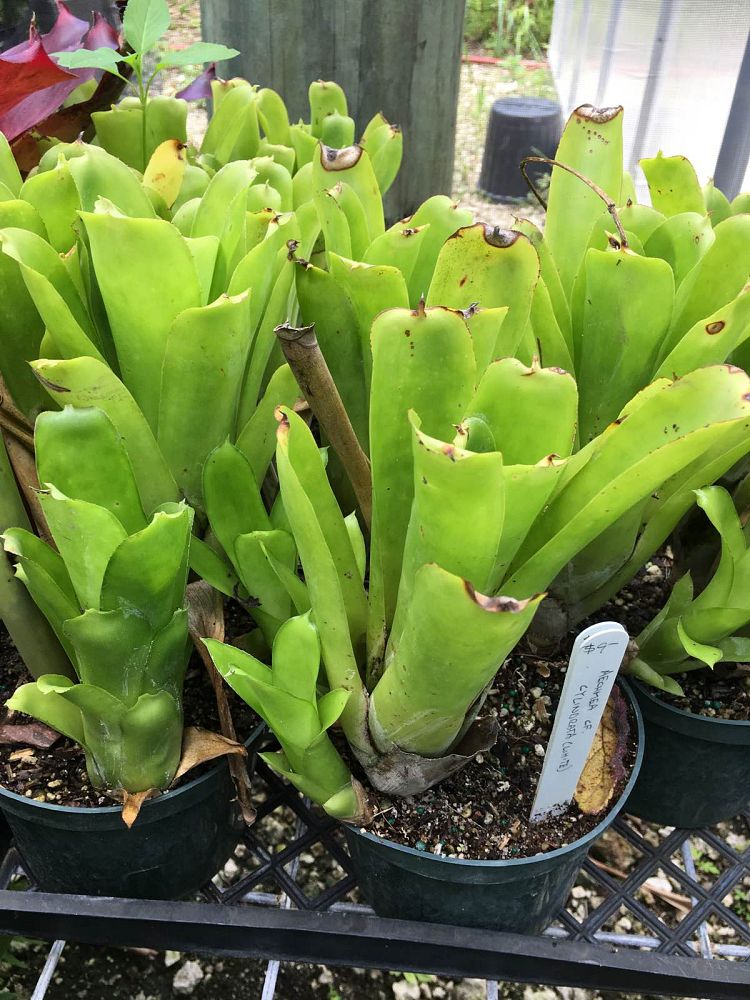 aechmea-cylindrata-bromeliad