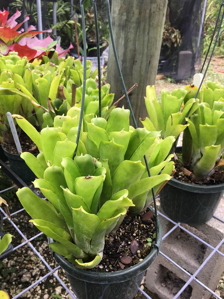 aechmea-cylindrata-bromeliad