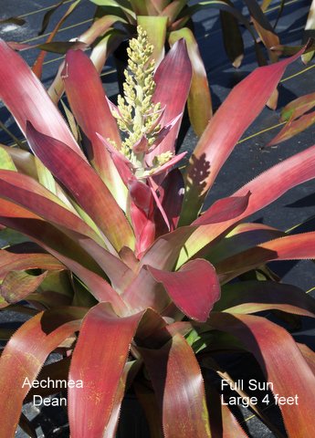 aechmea-dean-bromeliad