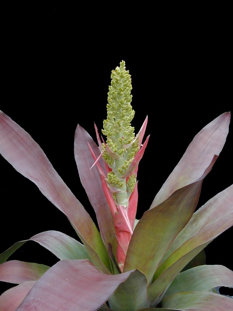 aechmea-dean-bromeliad