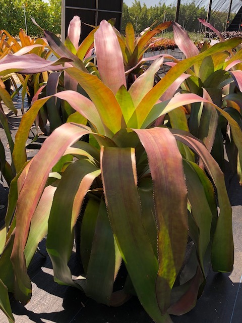 aechmea-dean-bromeliad