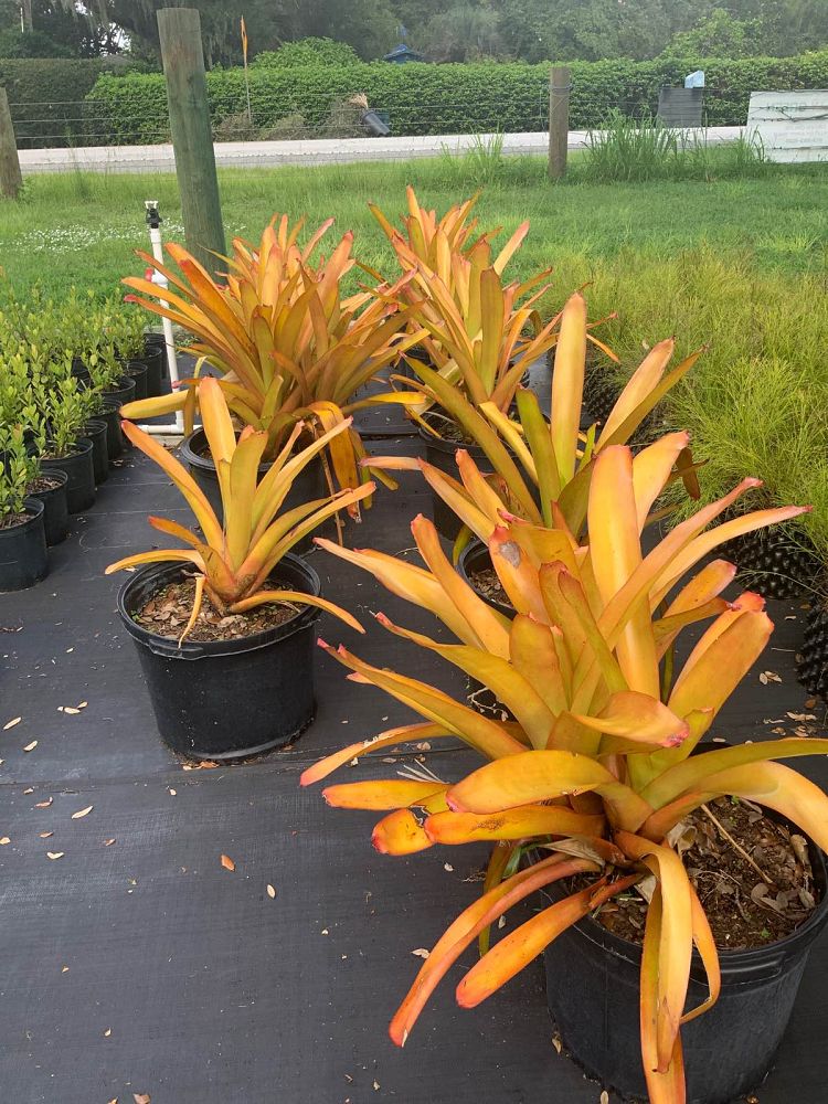 aechmea-dean-bromeliad
