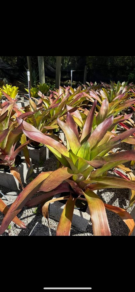 aechmea-dean-bromeliad